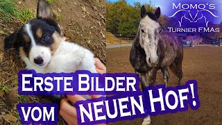 NEUER Hof WELPE Crawall reiten  Vlog Momos Stall FMA [upl. by Avad517]