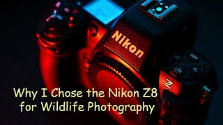 Why I Chose the Nikon Z8 for Wildlife Photography [upl. by Nedrah194]