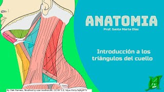 Introducción a los triángulos del cuello [upl. by Uv]