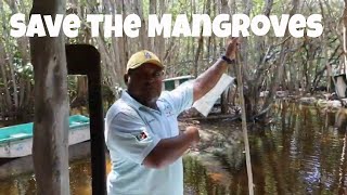 Visit the Mangroves in San Crisanto Yucatan Mexico [upl. by Gardy678]