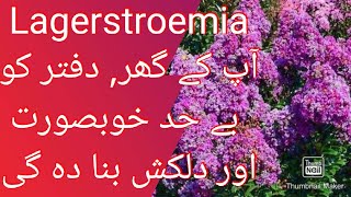 Lagerstroemia types amp varieties available in Pakistan  Care and protection of plants [upl. by Saberio]