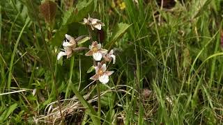 Marsh Helleborine  Perthshire  Scotland 1723 [upl. by Lewis]