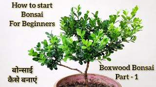 Bonsai wiring n styling Nursery plant to Bonsai Boxwood Bonsai Best Bonsai plant for beginners [upl. by Dov56]