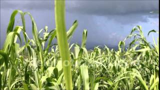 Brasil no se fía de Monsanto y busca prohibir el herbicida Roundup por su alta toxicidad [upl. by Langley]