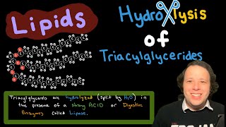 Lipids Hydrolysis of Triacylglycerides [upl. by Kramal]