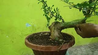 CARA CANGKOK SERUT BAHAN BONSAI [upl. by Ixela850]