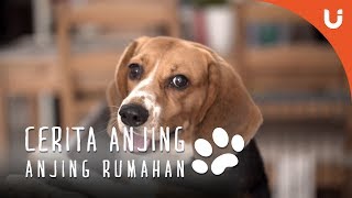 Cerita Anjing  Bembi Si Anjing Ras [upl. by Monique]