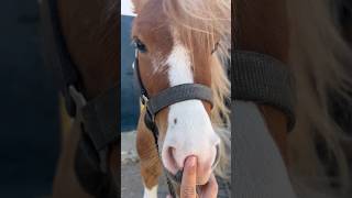 Duque aspiradora al rescate🤣 miriamluque horse caballos humor duque pony [upl. by Solracsiul]