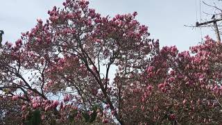 Magnolia x soulangeana Saucer Magnolia  Magnoliaceae [upl. by Dimond]