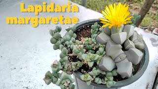 Introducing one of the most beautiful plants in the world called Lapidaria margaretae cube plant [upl. by Juieta27]