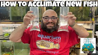 How To Safely Add New Fish To Your Tank [upl. by Spring885]