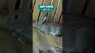 Why this BUNNY RABBIT loves FLOPPING rabbitube bunnytube pets cute happy love [upl. by Enelhtak844]