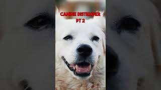 What is canine distemper [upl. by Siriso661]