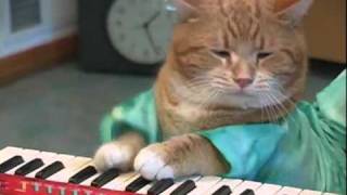 Gato tocando el piano  Cat playing keyboard [upl. by Savior279]