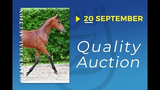 BELLE BALOU MRN Z  Zangersheide Quality Auction 2019 [upl. by Sine]