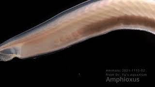 Amphioxus animal2021111502 [upl. by Ichabod192]