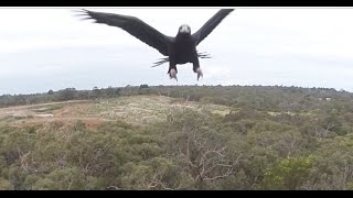 Eagle knocks drone out of sky [upl. by Schwitzer]