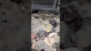 Silkie baby chicks hatching at Cackle Hatchery silkiechicken chicken babychicks [upl. by Taro723]