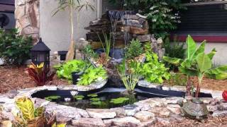 Little Goldfish Pond and Waterfall [upl. by Jenkins464]