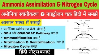 Ammonia Assimilation  GDH And GSGOGAT Pathway in Hindi  Ammonification  Nitrification  N2 Cycle [upl. by Lakym]