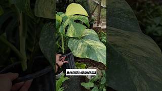 Monstera Varigata Aurea  monstera marmorata plants tanamanhiascantik tanamanhiaspopuler [upl. by Amiel]