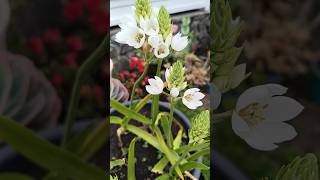 Ornithogalum snowflake ornithogalumflower whiteflower flowers garden bloomofcape gardenflower [upl. by Azral]