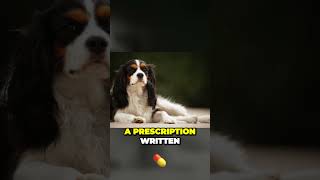 Cavalier King Charles Spaniel  The Professional Lap Dog [upl. by Swane762]