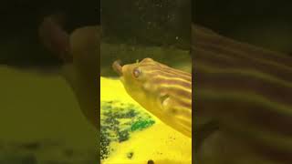 Puffer Fish vs Leech [upl. by Eilema]