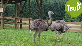 Kopf in den Sand Folge 18  Tiere bis unters Dach  SWR Plus [upl. by Botzow]