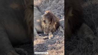 Grandes leones descansando Kambula male lions 📸 aaronverdes shorts lions leão wildlife [upl. by Adnola]