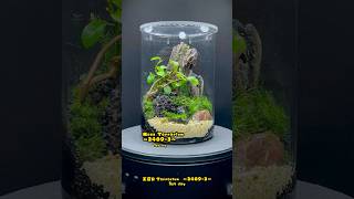 Moss Terrarium ～24093～ コケリウム shorts terrarium 苔テラリウム 苔 moss 苔 [upl. by Claudian]