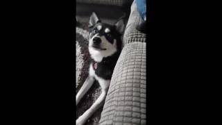 Pomsky Puppy Opie Talking Really Funny Like amp Share [upl. by Nadab967]