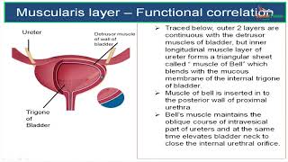 Microscopic anatomy of ureter amp Urinary bladder [upl. by Eseeryt]