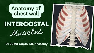 INTERCOSTAL MUSCLES ANATOMY [upl. by Beeson]