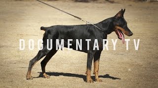 DOBERMAN PINSCHERS ARE THE WATCH DOG FOR THE WHOLE FAMILY [upl. by Ytrebil]