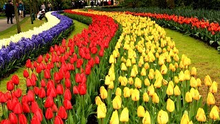 Keukenhof Gardens Netherlands • Tulip Garden in Holland  European Waterways [upl. by Walston]