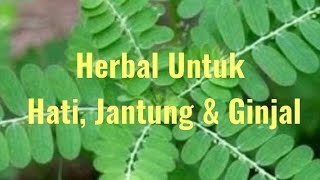 Meniran  Rumput Luar yang Manfaatnya Sangat Besar gurubangsa9617 [upl. by Hogg481]