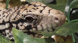 quotELLIEquot MEIN ARGENTINISCHER SCHWARZ WEIÃŸER TEJU  Tupinambis merianae  BLACK AND WHITE TEGU [upl. by Patience]