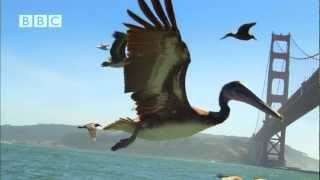 Earthflight  Beautiful flight of Pelicans past Golden Gate Bridge and Alcatraz David Tennant [upl. by Delphinia630]