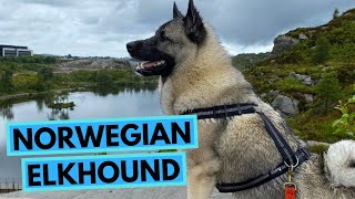 Norwegian Elkhound  TOP 10 Interesting Facts  Norsk Elghund [upl. by Ahsitauq]