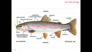 Superclass Pisces Characteristics amp Classification [upl. by Alieka335]