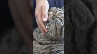 The Secret Spot That Makes Your Cat Squirm with Delight [upl. by Frasco]