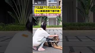 新家的第一天，退役警犬不敢放松一刻，真让人揪心 [upl. by Zinah53]