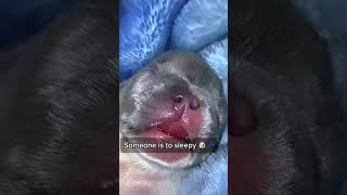 sleepy puppy 💤 memes video frenchbulldog viralvideo puppy shorts sleep [upl. by Kciredohr]