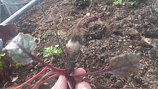 It’s Easy to Grow and Save Beet Seeds and even Transplant Nearly Dead Beets [upl. by Riancho]