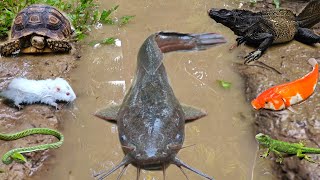 Tangkap ikan lele besar dalam lubang ada ikan mas ikan hias ikan koi gurame kura kura [upl. by Arob315]