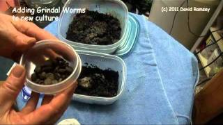 Starting White worm and Grindal Worm Culture part 2 [upl. by Cronin184]