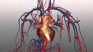 The Heart and Major Vessels  PART 1  Anatomy Tutorial [upl. by Eleph650]