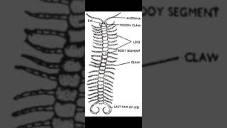 Structure of the Chilopoda anatomy [upl. by Assylla737]