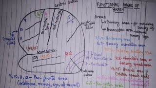 Functional Areas of Brain  Cerebral Cortex  Anatomy I very easy and important [upl. by Ajoop836]